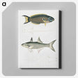 2-12_Indian-Zoology_canvas