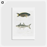 2-12_Indian-Zoology_hagaki