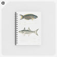 2-12_Indian-Zoology_memo