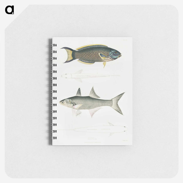 2-12_Indian-Zoology_memo
