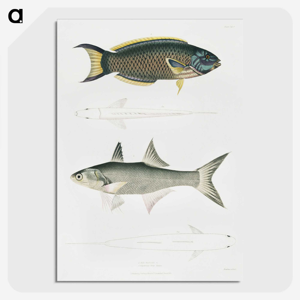 2-12_Indian-Zoology_picture-crop