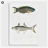 2-12_Indian-Zoology_picture-crop