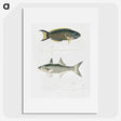 2-12_Indian-Zoology_picture