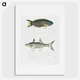 2-12_Indian-Zoology_picture