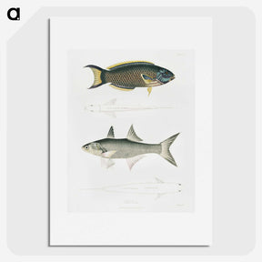 2-12_Indian-Zoology_picture