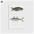 2-12_Indian-Zoology_postcard