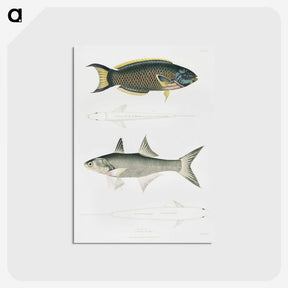 2-12_Indian-Zoology_postcard