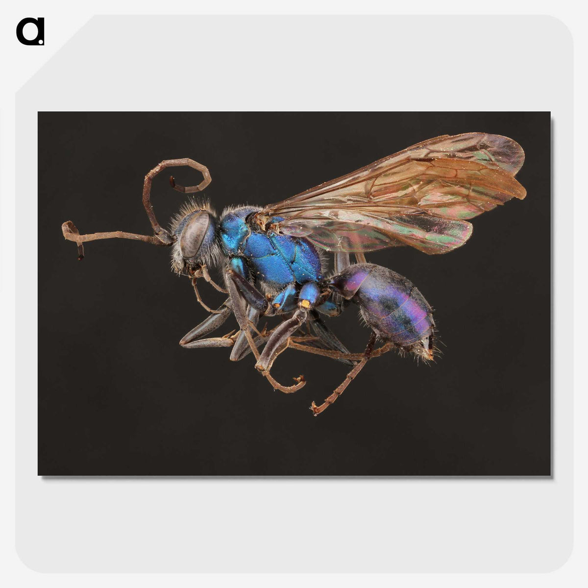2-12_Insects-Unlocked-Project_picture-crop
