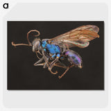 2-12_Insects-Unlocked-Project_picture-crop