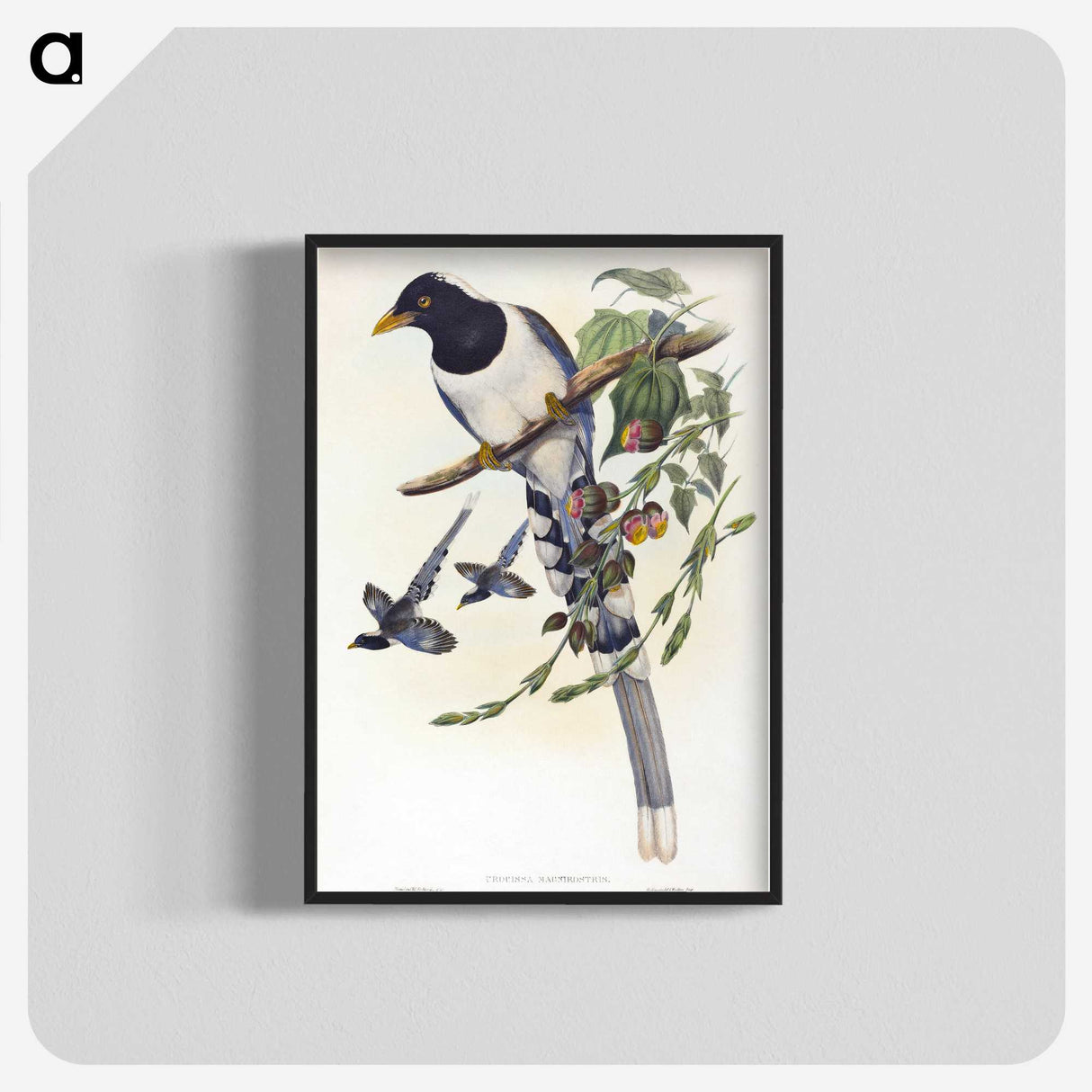 2-12_John-Gould_blk-crop