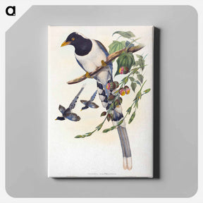 アートパネル-White-footed Racket-Tail
 - ジョン グールド Canvas.