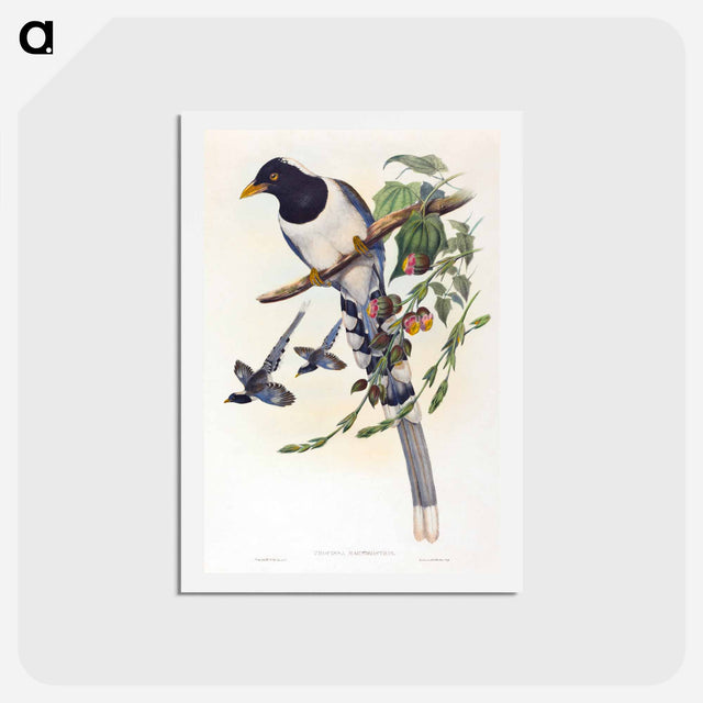 アートポストカード-White-footed Racket-Tail
 - ジョン グールド Postcard.
