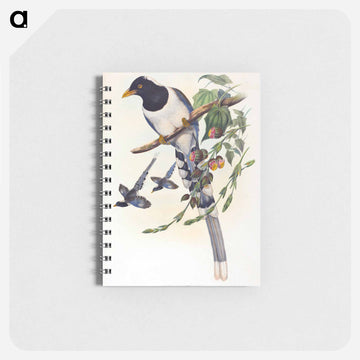 White-footed Racket-Tail
 - ジョン グールド Memo.