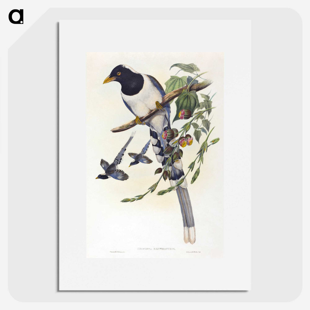 2-12_John-Gould_picture
