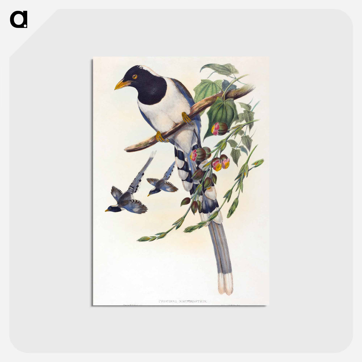 アートポストカード-White-footed Racket-Tail
 - ジョン グールド Postcard.