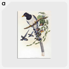 2-12_John-Gould_postcard