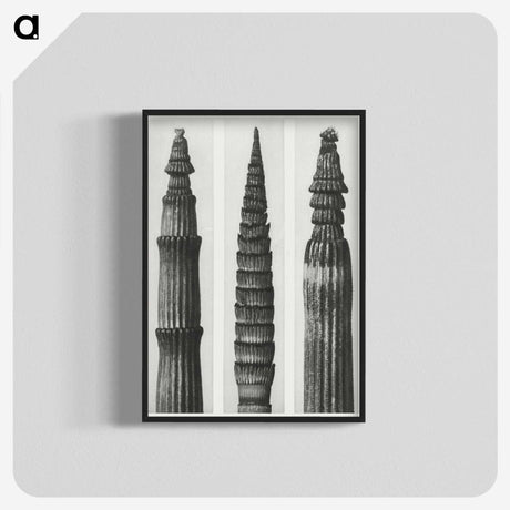2-12_Karl-Blossfeldt_blk-crop