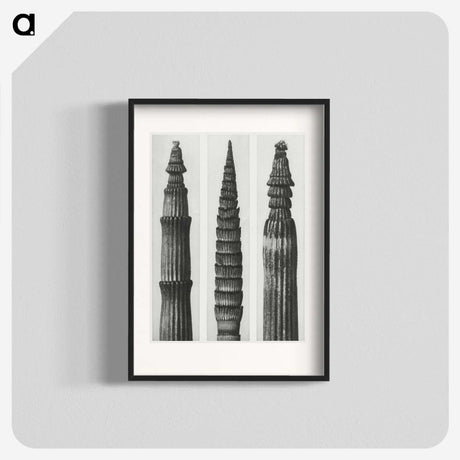 2-12_Karl-Blossfeldt_blk