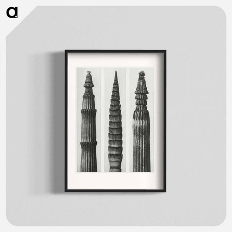 アートポスター-Equisetum Hiemale (Winter Horsetail) enlarged 12 times, Equisetum Maximum (Fox–Tailed Asparagus) enlarged 4 times, and Equisetum Hiemale (Winter Horsetail) enlarged 18 times from Urformen der Kunst - カール ブロスフェルト Poster.