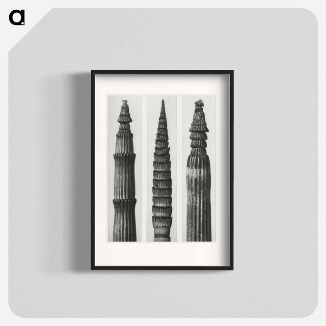 アートポスター-Equisetum Hiemale (Winter Horsetail) enlarged 12 times, Equisetum Maximum (Fox–Tailed Asparagus) enlarged 4 times, and Equisetum Hiemale (Winter Horsetail) enlarged 18 times from Urformen der Kunst - カール ブロスフェルト Poster.