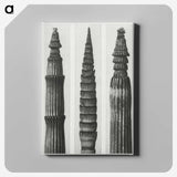 2-12_Karl-Blossfeldt_canvas