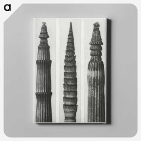 2-12_Karl-Blossfeldt_canvas