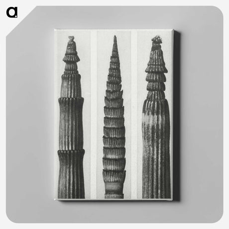 2-12_Karl-Blossfeldt_canvas