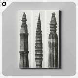 アートパネル-Equisetum Hiemale (Winter Horsetail) enlarged 12 times, Equisetum Maximum (Fox–Tailed Asparagus) enlarged 4 times, and Equisetum Hiemale (Winter Horsetail) enlarged 18 times from Urformen der Kunst - カール ブロスフェルト Canvas.