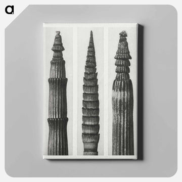 Equisetum Hiemale (Winter Horsetail) enlarged 12 times, Equisetum Maximum (Fox–Tailed Asparagus) enlarged 4 times, and Equisetum Hiemale (Winter Horsetail) enlarged 18 times from Urformen der Kunst - カール ブロスフェルト Canvas.