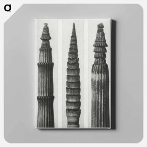 アートパネル-Equisetum Hiemale (Winter Horsetail) enlarged 12 times, Equisetum Maximum (Fox–Tailed Asparagus) enlarged 4 times, and Equisetum Hiemale (Winter Horsetail) enlarged 18 times from Urformen der Kunst - カール ブロスフェルト Canvas.