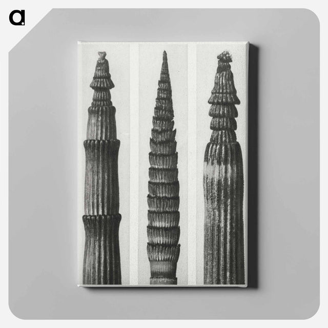 アートパネル-Equisetum Hiemale (Winter Horsetail) enlarged 12 times, Equisetum Maximum (Fox–Tailed Asparagus) enlarged 4 times, and Equisetum Hiemale (Winter Horsetail) enlarged 18 times from Urformen der Kunst - カール ブロスフェルト Canvas.