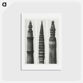 アートポストカード-Equisetum Hiemale (Winter Horsetail) enlarged 12 times, Equisetum Maximum (Fox–Tailed Asparagus) enlarged 4 times, and Equisetum Hiemale (Winter Horsetail) enlarged 18 times from Urformen der Kunst - カール ブロスフェルト Postcard.