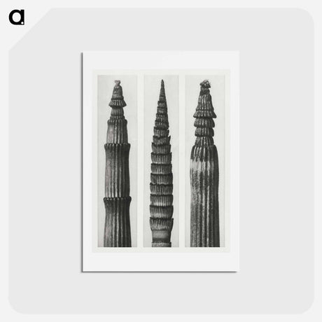 アートポストカード-Equisetum Hiemale (Winter Horsetail) enlarged 12 times, Equisetum Maximum (Fox–Tailed Asparagus) enlarged 4 times, and Equisetum Hiemale (Winter Horsetail) enlarged 18 times from Urformen der Kunst - カール ブロスフェルト Postcard.