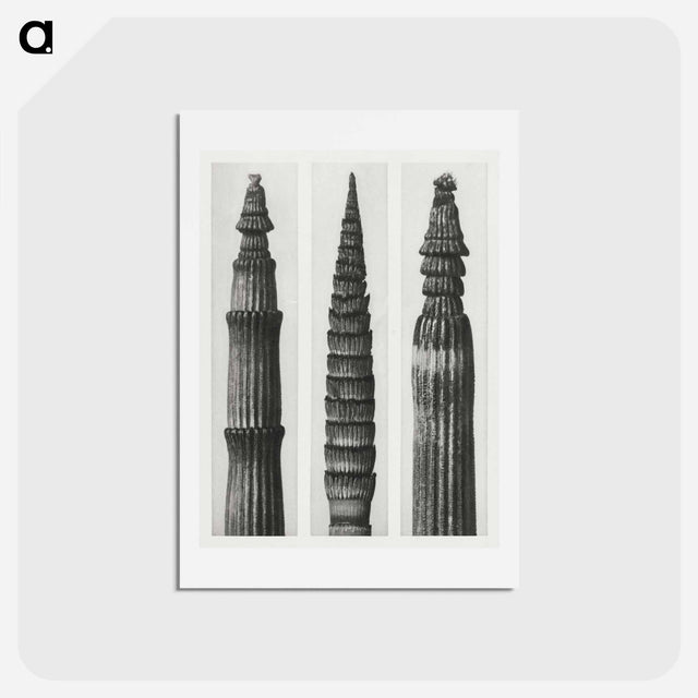アートポストカード-Equisetum Hiemale (Winter Horsetail) enlarged 12 times, Equisetum Maximum (Fox–Tailed Asparagus) enlarged 4 times, and Equisetum Hiemale (Winter Horsetail) enlarged 18 times from Urformen der Kunst - カール ブロスフェルト Postcard.