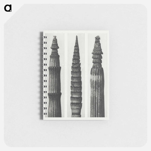 Equisetum Hiemale (Winter Horsetail) enlarged 12 times, Equisetum Maximum (Fox–Tailed Asparagus) enlarged 4 times, and Equisetum Hiemale (Winter Horsetail) enlarged 18 times from Urformen der Kunst - Karl Blossfeldt Memo.
