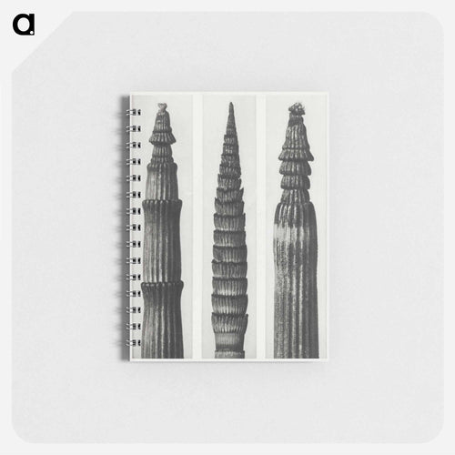 Equisetum Hiemale (Winter Horsetail) enlarged 12 times, Equisetum Maximum (Fox–Tailed Asparagus) enlarged 4 times, and Equisetum Hiemale (Winter Horsetail) enlarged 18 times from Urformen der Kunst - カール ブロスフェルト Memo.