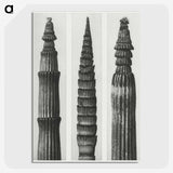 2-12_Karl-Blossfeldt_picture-crop