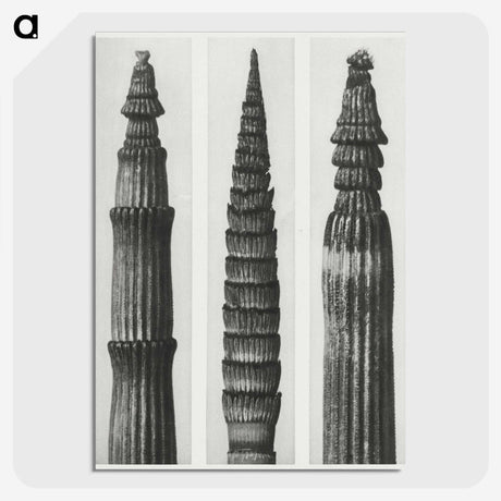 2-12_Karl-Blossfeldt_picture-crop