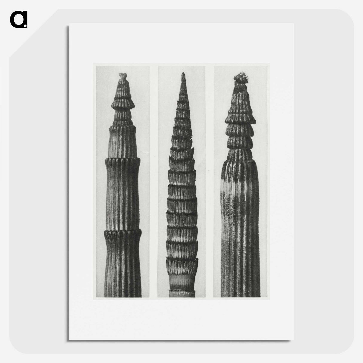 2-12_Karl-Blossfeldt_picture