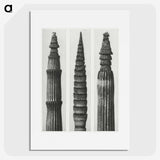 2-12_Karl-Blossfeldt_picture