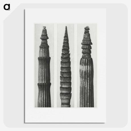 2-12_Karl-Blossfeldt_picture