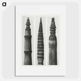 Equisetum Hiemale (Winter Horsetail) enlarged 12 times, Equisetum Maximum (Fox–Tailed Asparagus) enlarged 4 times, and Equisetum Hiemale (Winter Horsetail) enlarged 18 times from Urformen der Kunst - Karl Blossfeldt Poster.