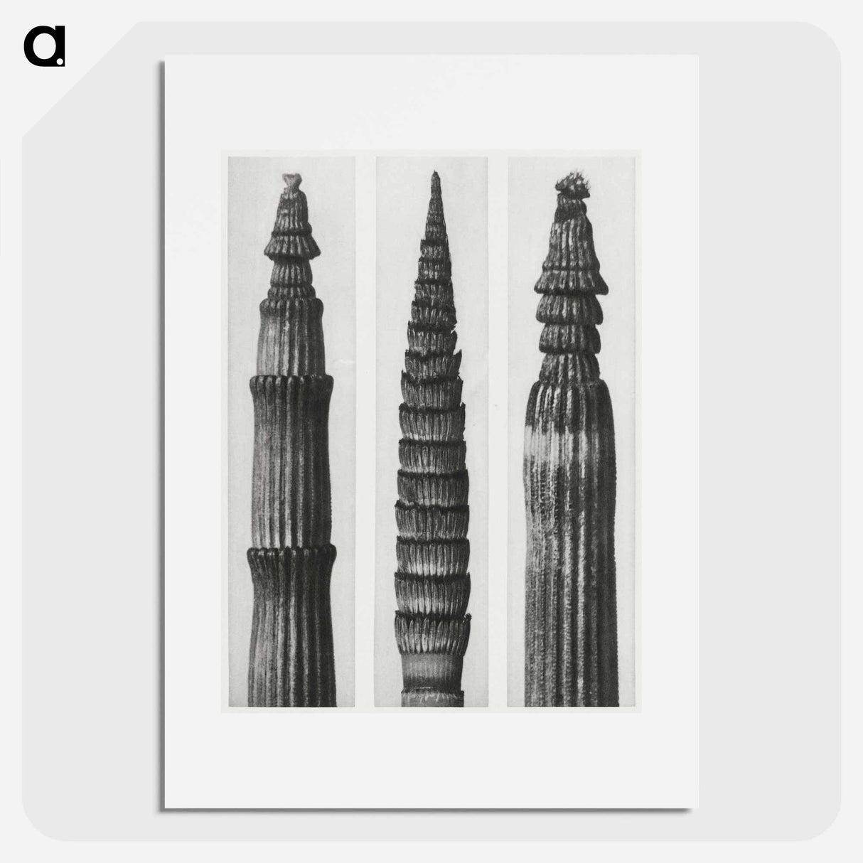 アートポスター-Equisetum Hiemale (Winter Horsetail) enlarged 12 times, Equisetum Maximum (Fox–Tailed Asparagus) enlarged 4 times, and Equisetum Hiemale (Winter Horsetail) enlarged 18 times from Urformen der Kunst - カール ブロスフェルト Poster.