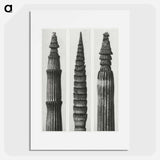 アートポスター-Equisetum Hiemale (Winter Horsetail) enlarged 12 times, Equisetum Maximum (Fox–Tailed Asparagus) enlarged 4 times, and Equisetum Hiemale (Winter Horsetail) enlarged 18 times from Urformen der Kunst - カール ブロスフェルト Poster.