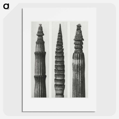 アートポスター-Equisetum Hiemale (Winter Horsetail) enlarged 12 times, Equisetum Maximum (Fox–Tailed Asparagus) enlarged 4 times, and Equisetum Hiemale (Winter Horsetail) enlarged 18 times from Urformen der Kunst - カール ブロスフェルト Poster.