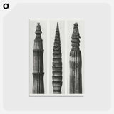 アートポストカード-Equisetum Hiemale (Winter Horsetail) enlarged 12 times, Equisetum Maximum (Fox–Tailed Asparagus) enlarged 4 times, and Equisetum Hiemale (Winter Horsetail) enlarged 18 times from Urformen der Kunst - カール ブロスフェルト Postcard.