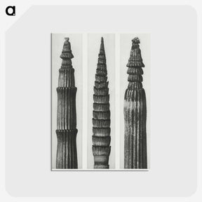 2-12_Karl-Blossfeldt_postcard