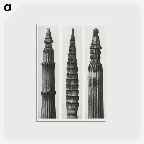 アートポストカード-Equisetum Hiemale (Winter Horsetail) enlarged 12 times, Equisetum Maximum (Fox–Tailed Asparagus) enlarged 4 times, and Equisetum Hiemale (Winter Horsetail) enlarged 18 times from Urformen der Kunst - カール ブロスフェルト Postcard.