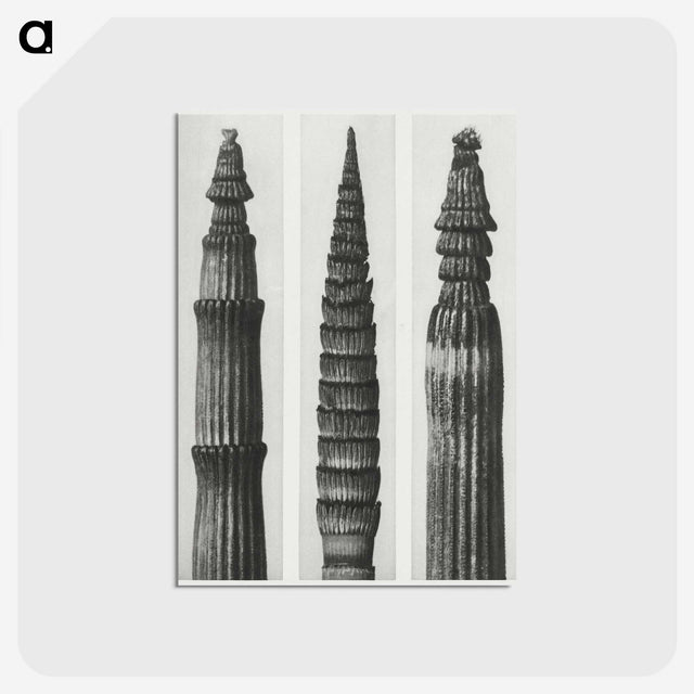2-12_Karl-Blossfeldt_postcard