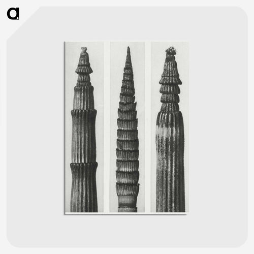 Equisetum Hiemale (Winter Horsetail) enlarged 12 times, Equisetum Maximum (Fox–Tailed Asparagus) enlarged 4 times, and Equisetum Hiemale (Winter Horsetail) enlarged 18 times from Urformen der Kunst - カール ブロスフェルト Postcard.